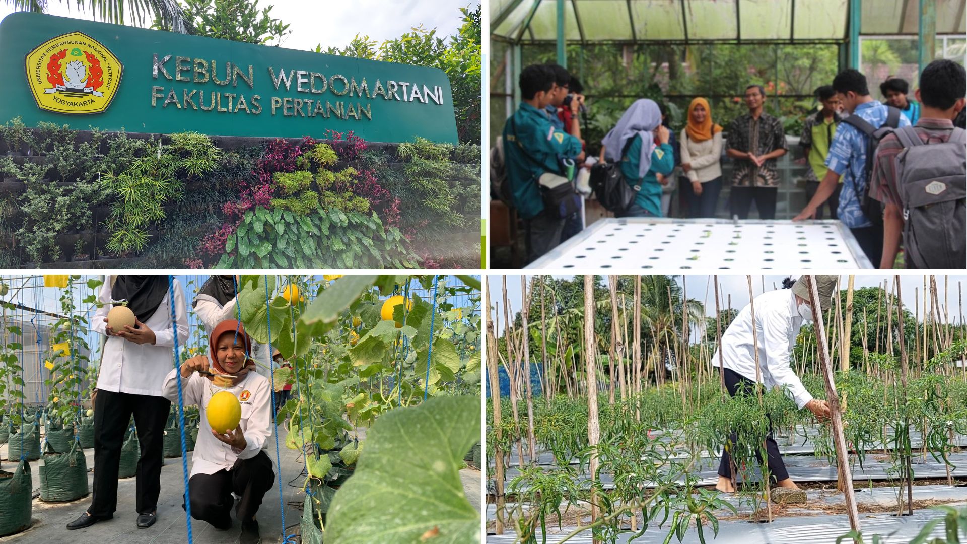 Kebun Percobaan Wedomartani Fakultas Pertanian UPN "Veteran" Yogyakarta