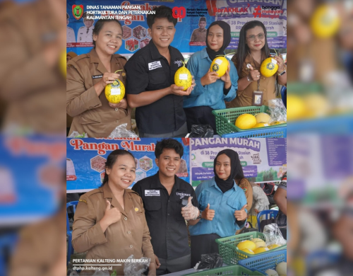 Melon Premium Meldo UPNVY2 di Kalimantan Tengah