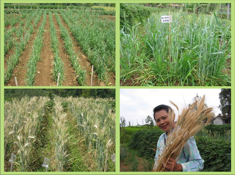 Penelitian Perakitan Gandum Tropika, Dr. Ir. Budyastuti, PH. M.Agric.Sc (Dosen Agroteknologi, Fakultas Pertanian UPN)