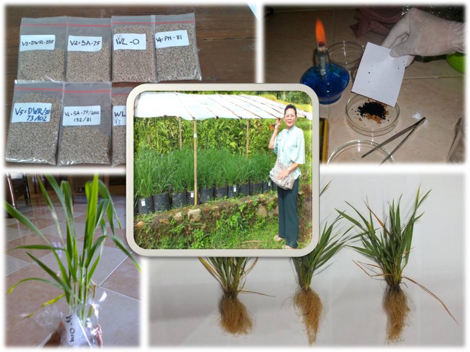 PENINGKATAN KUANTITAS DAN KUALITAS BIJI MUTAN GANDUM M6 DENGAN MENGGUNAKAN PLANT GROWTH PROMOTING RHIZOBACTERIA DI DATARAN RENDAH (BUDYASTUTI PRINGGOHANDOKO, Dr.Ir.M.Agr, YANISWORO WIJAYA RATIH, Dr.Ir.MP, ENDAH BUDI IRAWATI, 