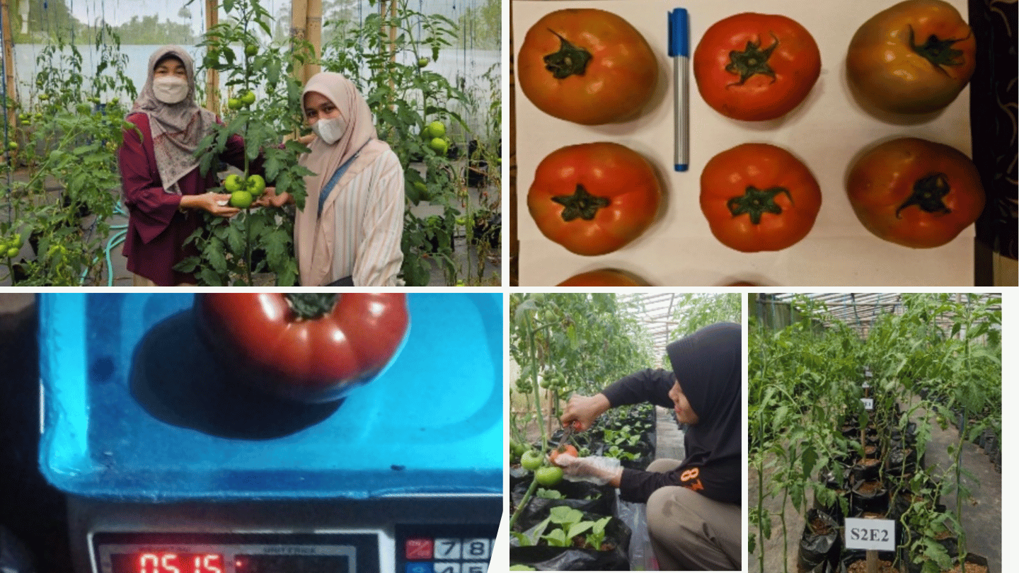 TOMAT BEEF TEMBUS 500 GRAM PER BUAH, HASIL RISET MAHASISWA AGROTEKNOLOGI BUKTIKAN POTENSI PERTANIAN CERDAS