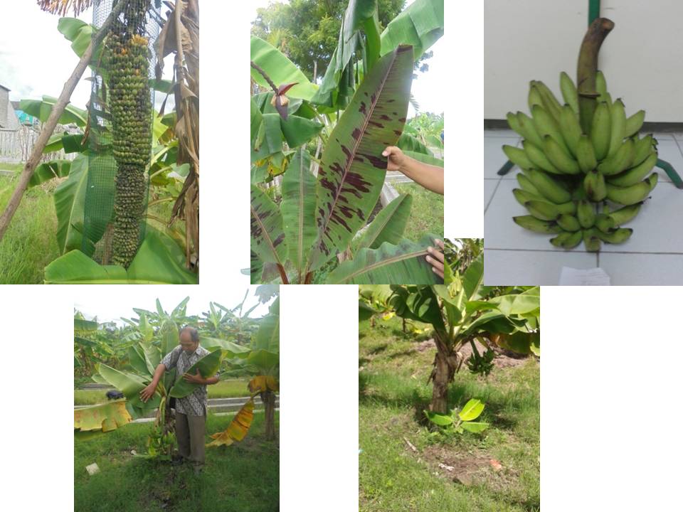SELEKSI GALUR ELIT PISANG DAN PENGEMBANGANNYA DI KEBUN PLASMA NUTFAH PISANG GIWANGAN DIY (Dr. Ir. Basuki, MP, Ir. Maryana, MP, Tri Wahyuningsih, SE, Endah Budi Irawati, SP. MP)