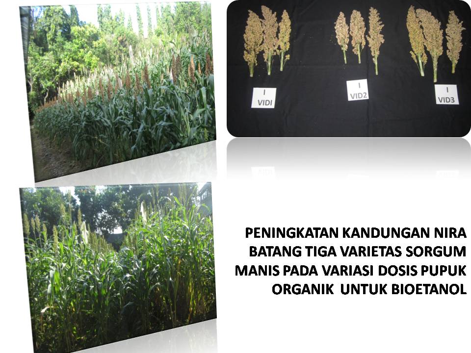 PENINGKATAN KANDUNGAN NIRA BATANG TIGA VARIETAS SORGUM MANIS PADA VARIASI DOSIS PUPUK ORGANIK  UNTUK BIOETANOL Oleh: Ir. Nurngaini, MP dan Ir. Rati Riyati, MS