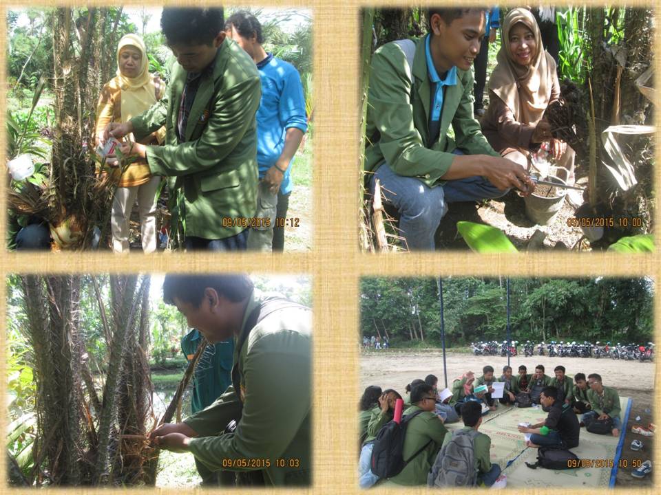 Praktek Cangkok Salak